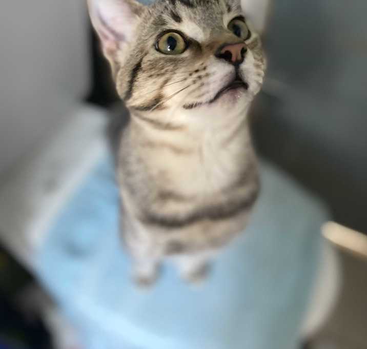 Photo of Tigger