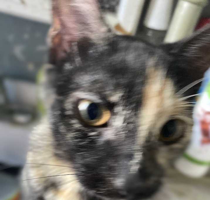Photo of Shadow