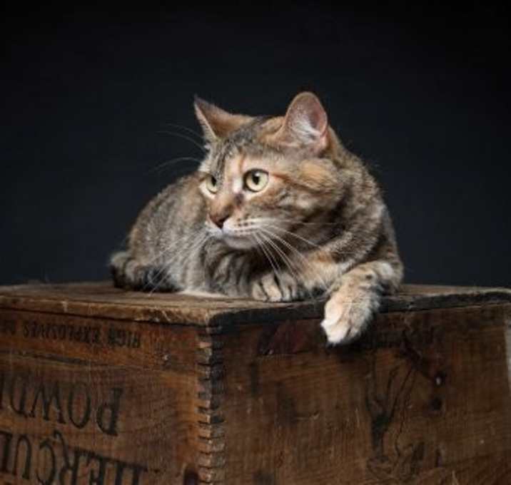 Photo of Cleo