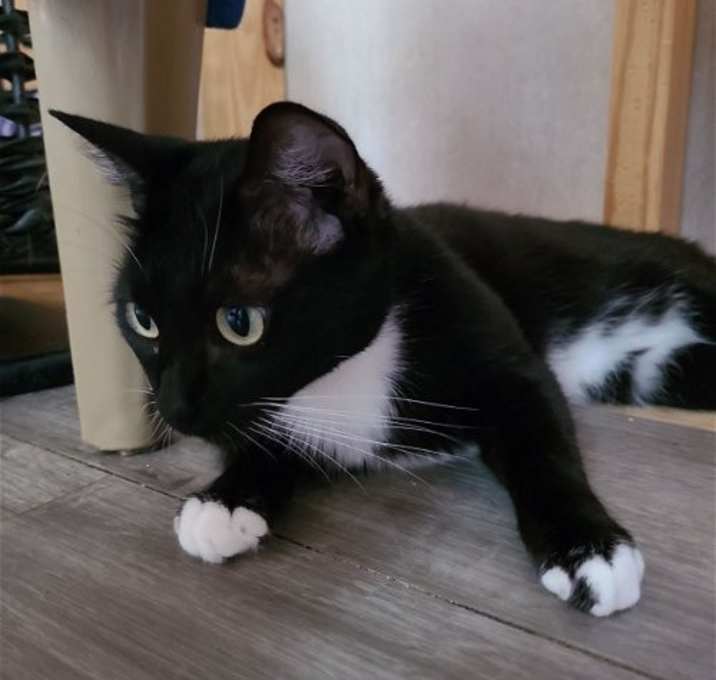 Photo of Trinket
