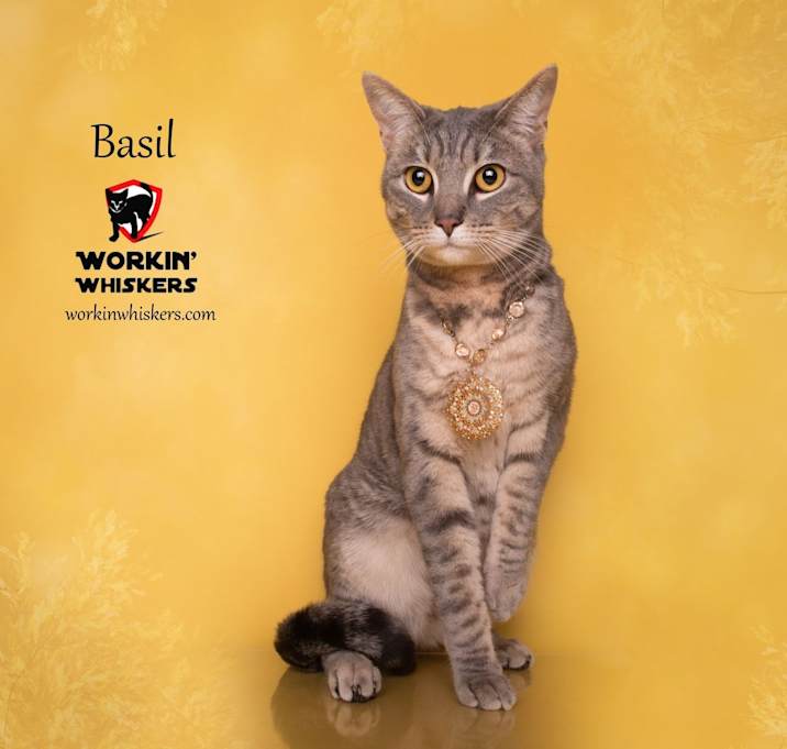 Photo of BASIL