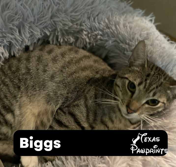 Photo of Biggs