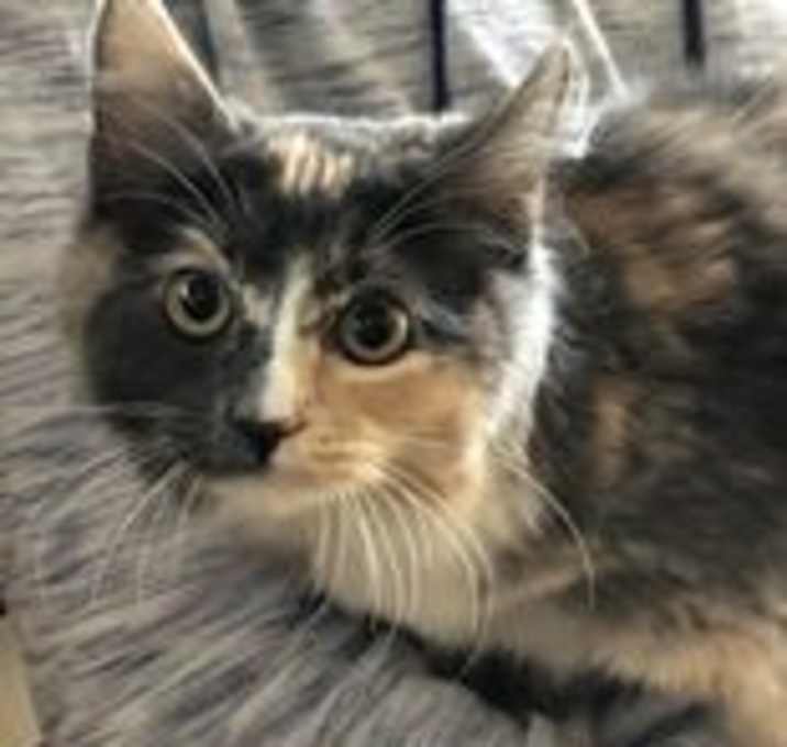 Photo of Shadow (fka Persephone)