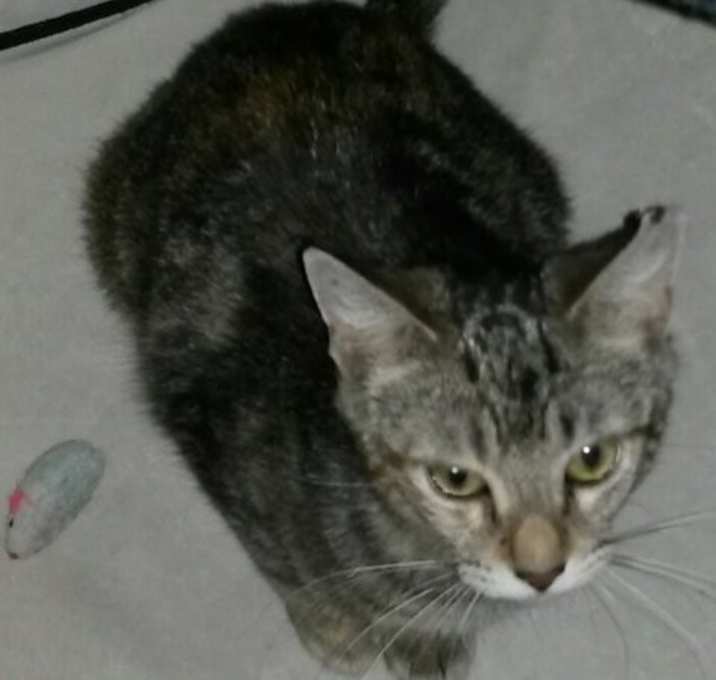 Photo of Malika-Petsmart Foster Home