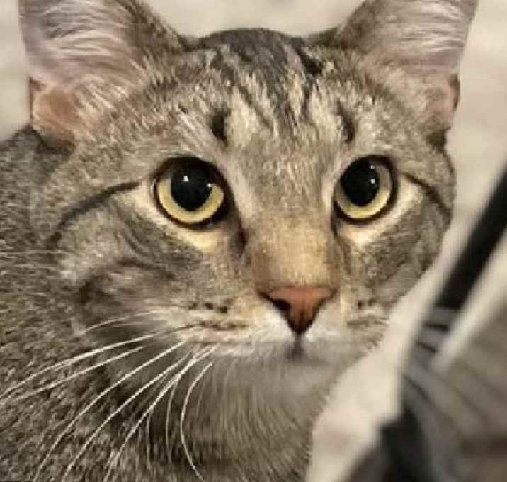 Photo of Cosmo