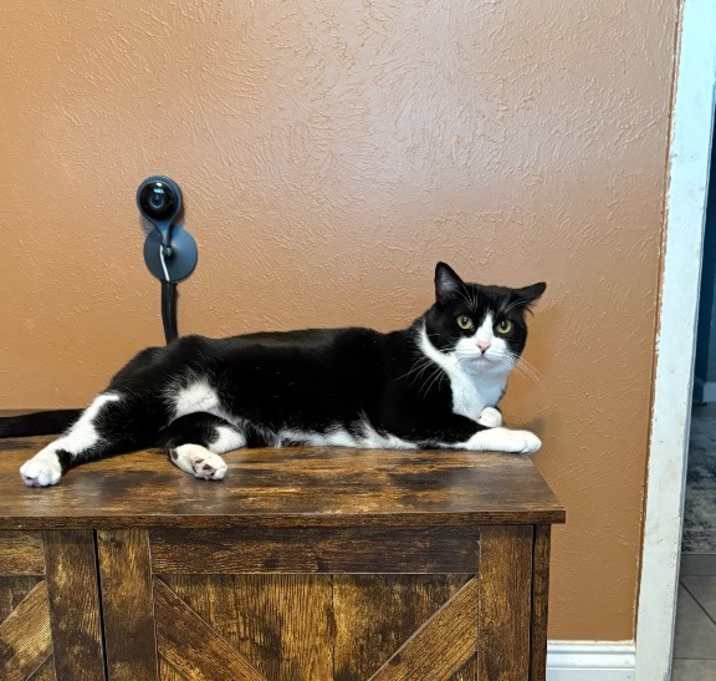 Photo of Wren