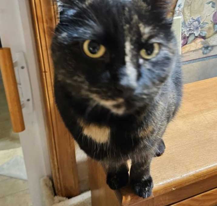 Photo of Mocha