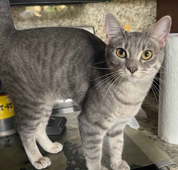 Photo of Guiness