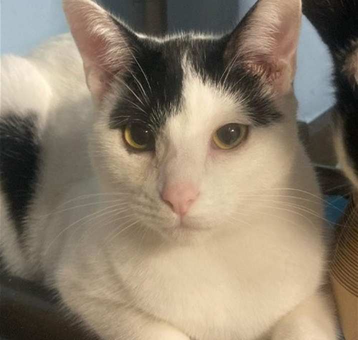 Photo of Keanu