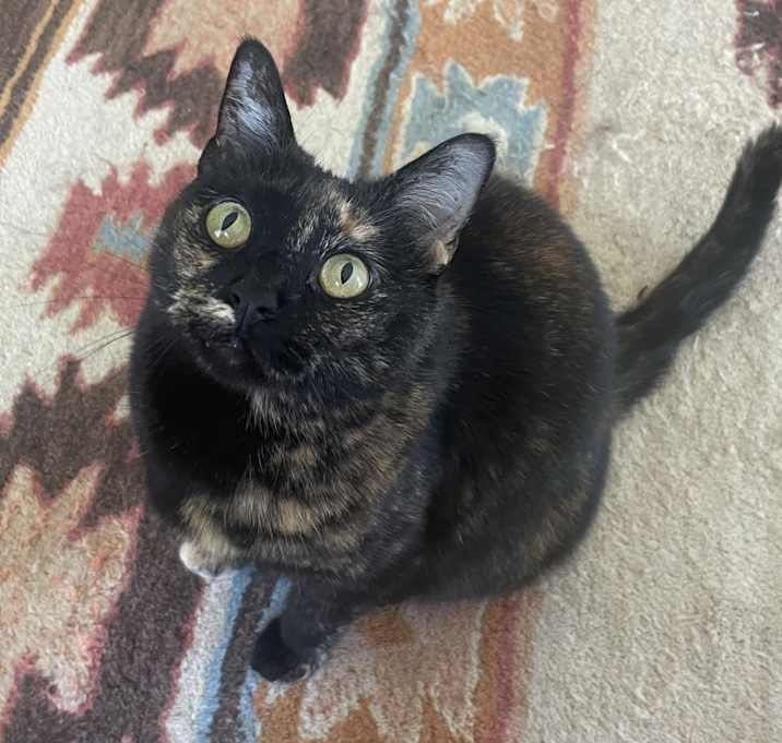 Photo of Blackie