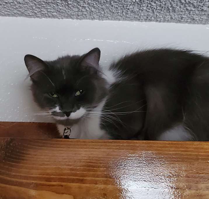 Photo of Suki