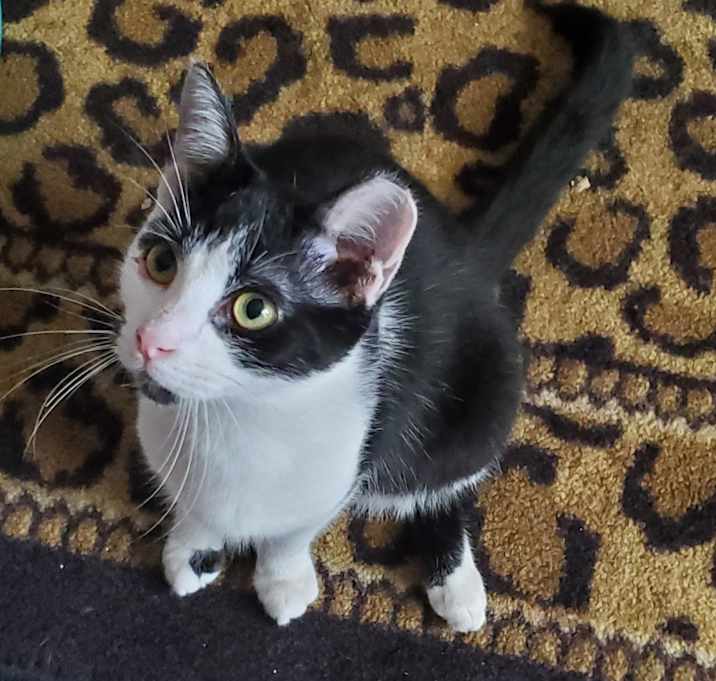 Photo of Scooter
