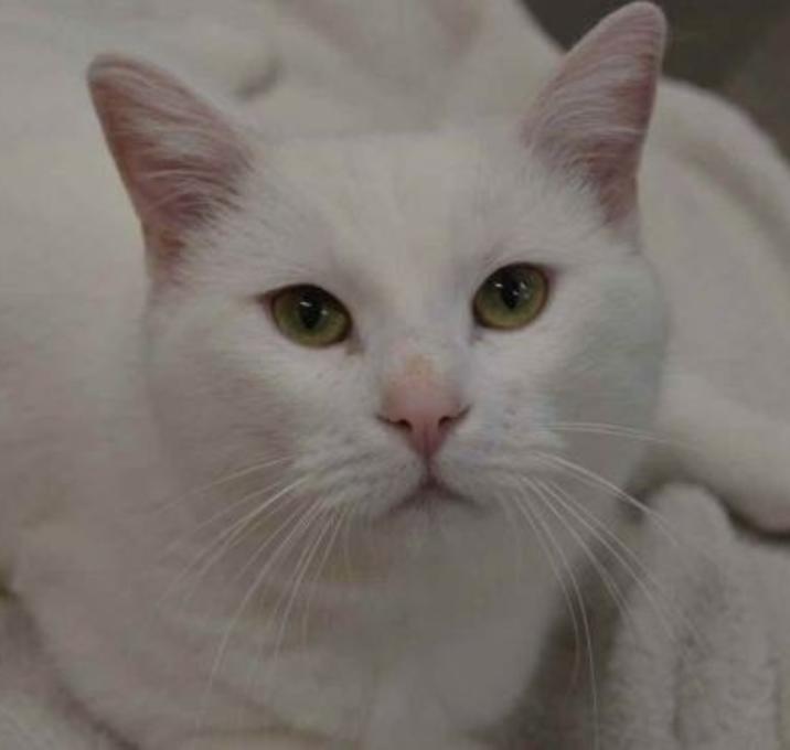 Photo of Casper