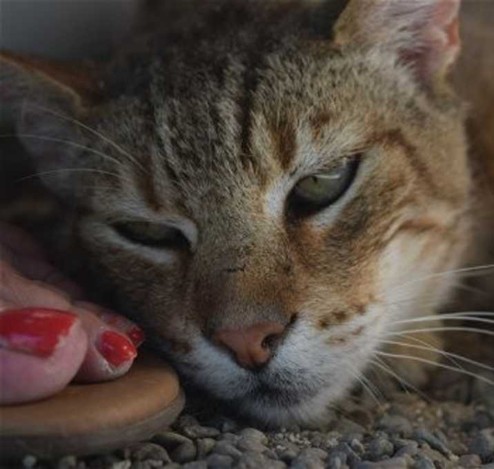 Photo of Golden Boy (Luka)