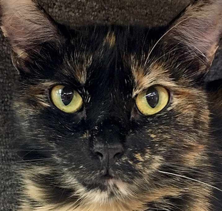 Photo of Cookie