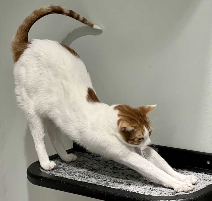 Photo of Snagglepus