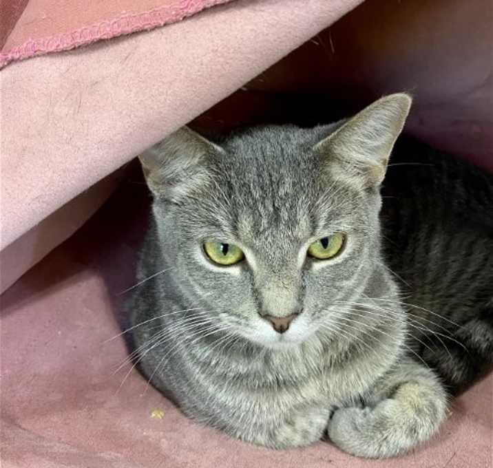 Photo of TIGERBELL