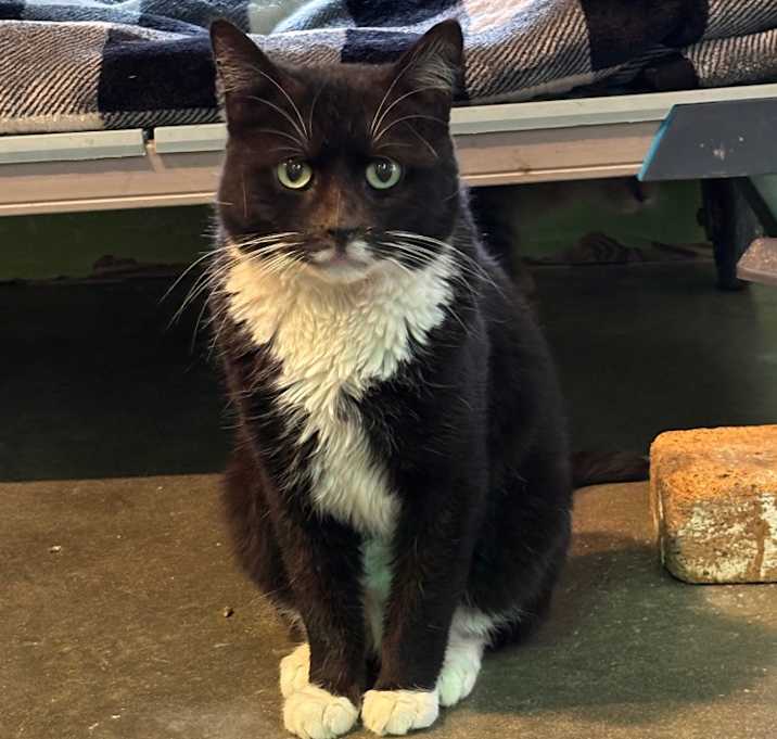 Photo of Queso (FIV+)