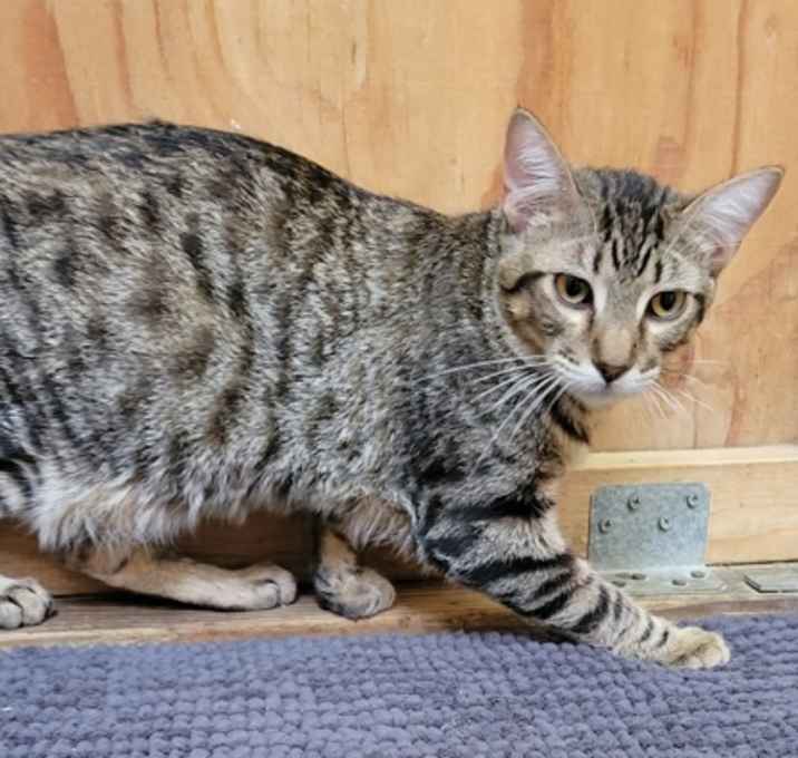 Photo of Pepito