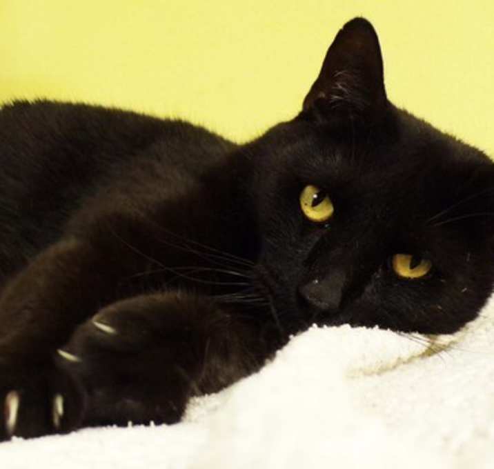 Photo of Enok / Panther