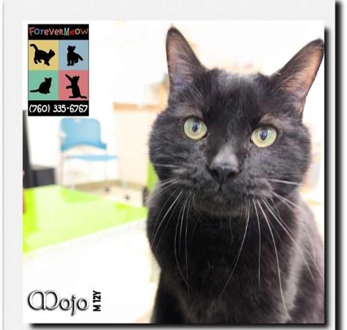 Photo of Mojo