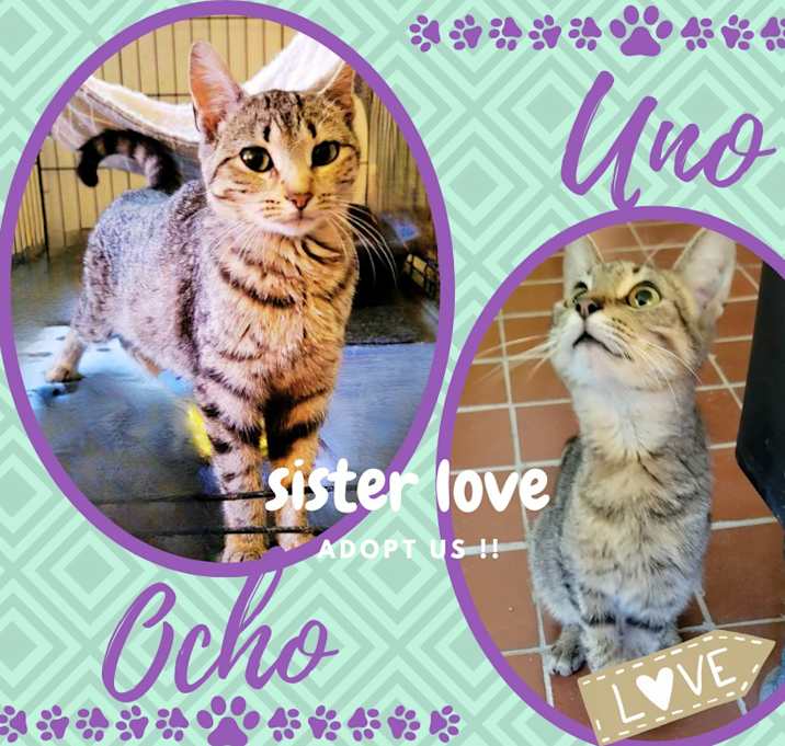 Photo of Ocho & Uno