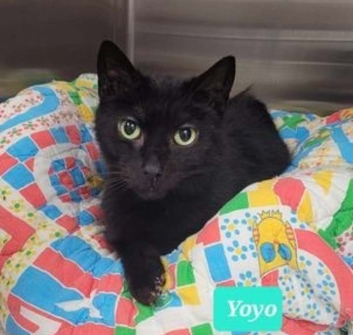 Photo of Yoyo