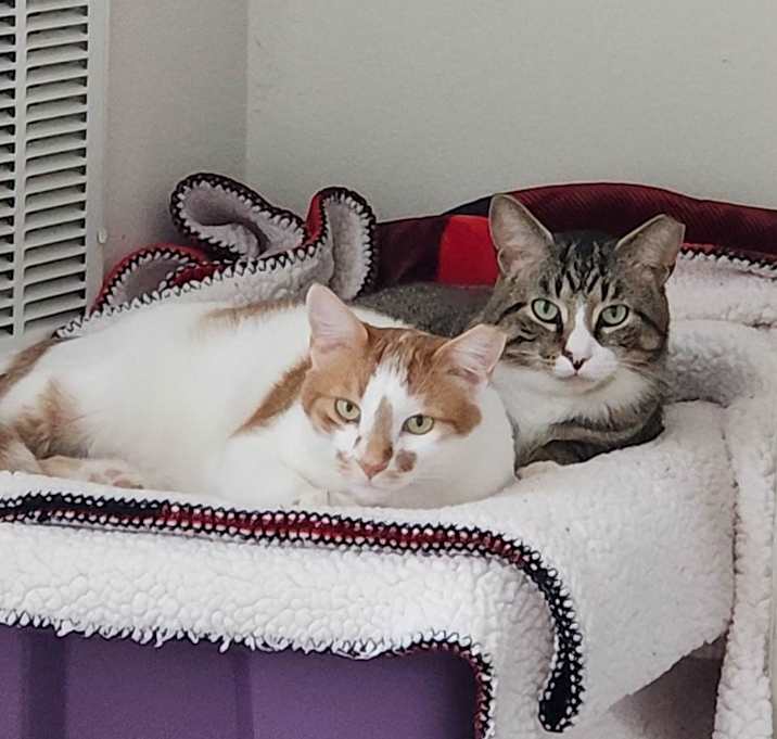 Photo of Tangerine & Cremepuff