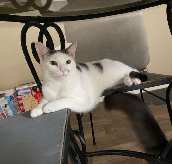 Photo of Mishka