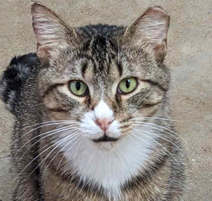 Photo of Eevee