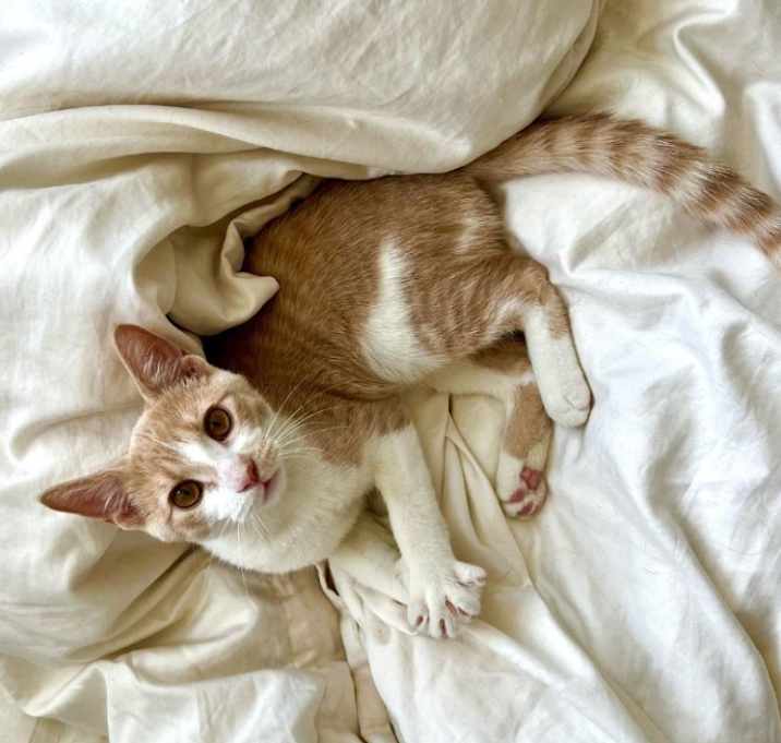 Photo of Tootles
