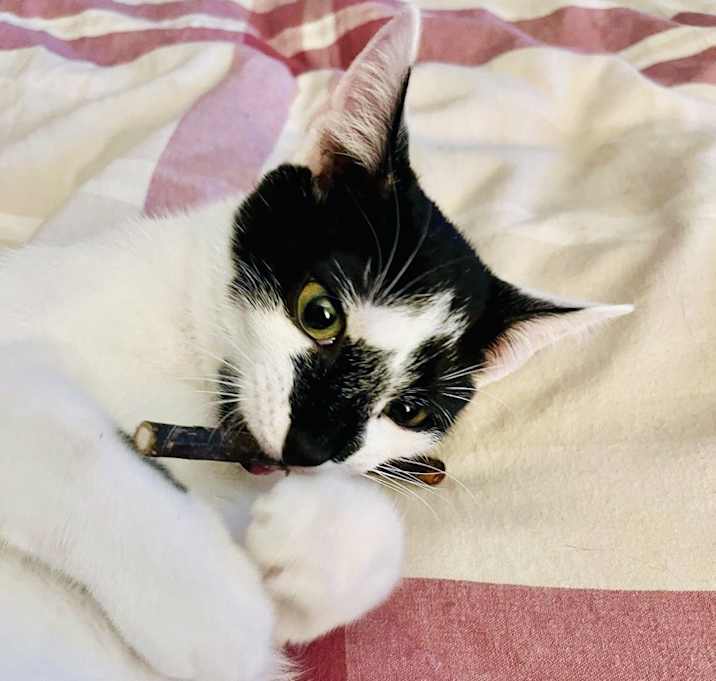 Photo of Almond