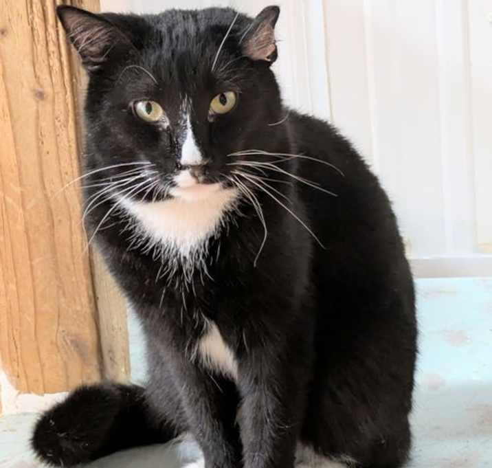 Photo of Curly (George)