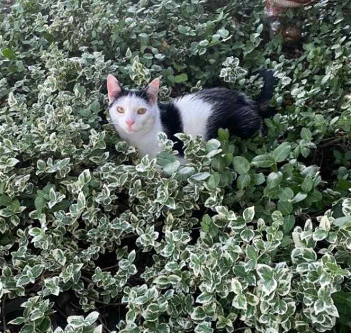 Photo of FUDGE (COURTESY POST)