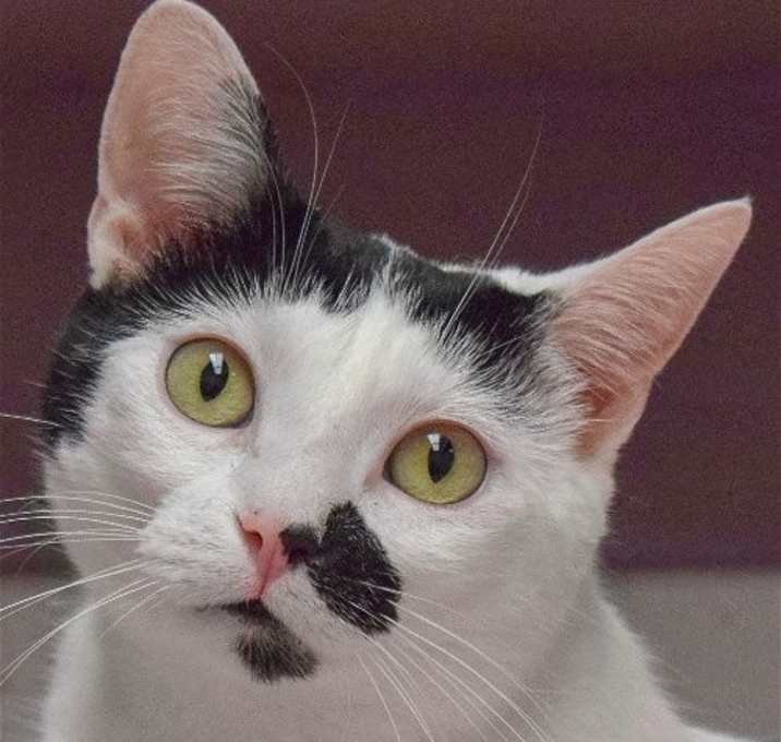 Photo of Nibbet