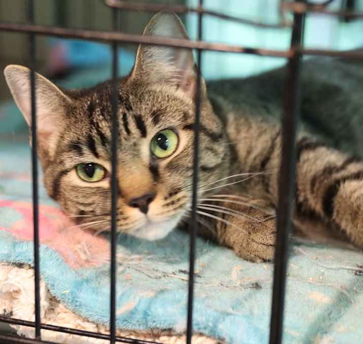 Photo of Zula