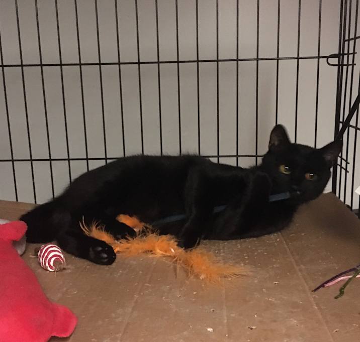 Photo of Julio bonded with  Bonnie
