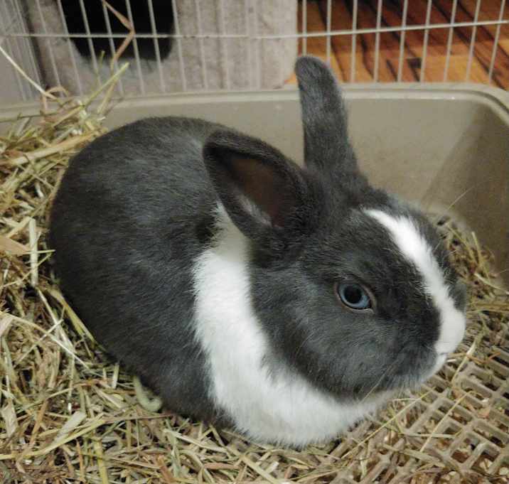 Photo of Pipkin