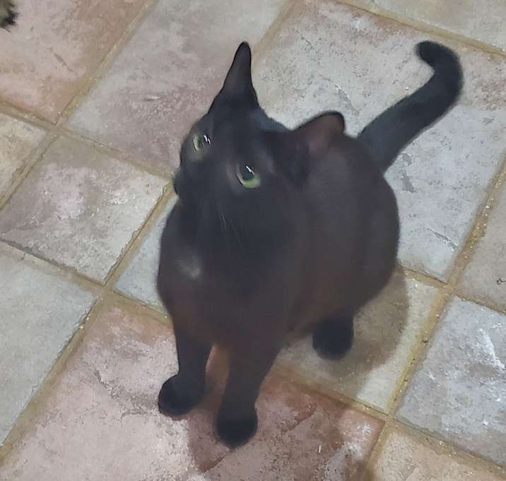Photo of Nettie