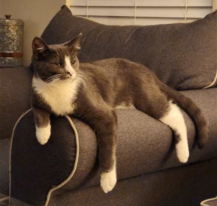 Photo of Finn
