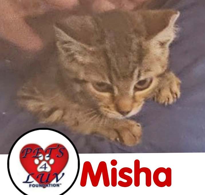Photo of Misha