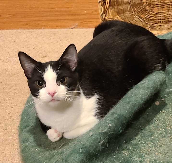 Photo of Piper