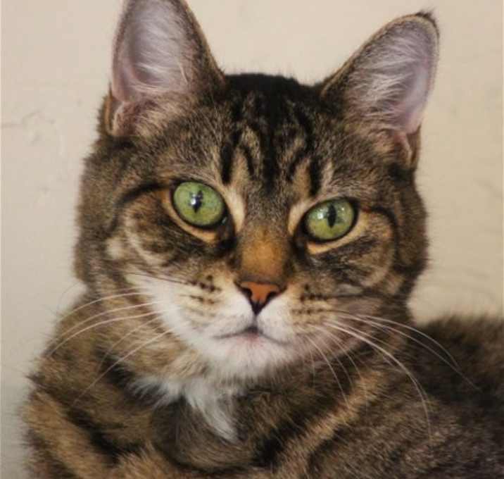 Photo of Hercomer