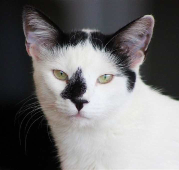 Photo of Luwak