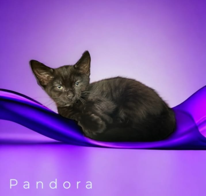 Photo of Pandora