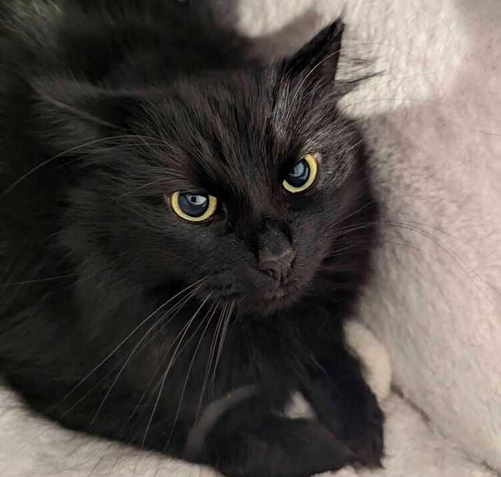 Photo of Sesame