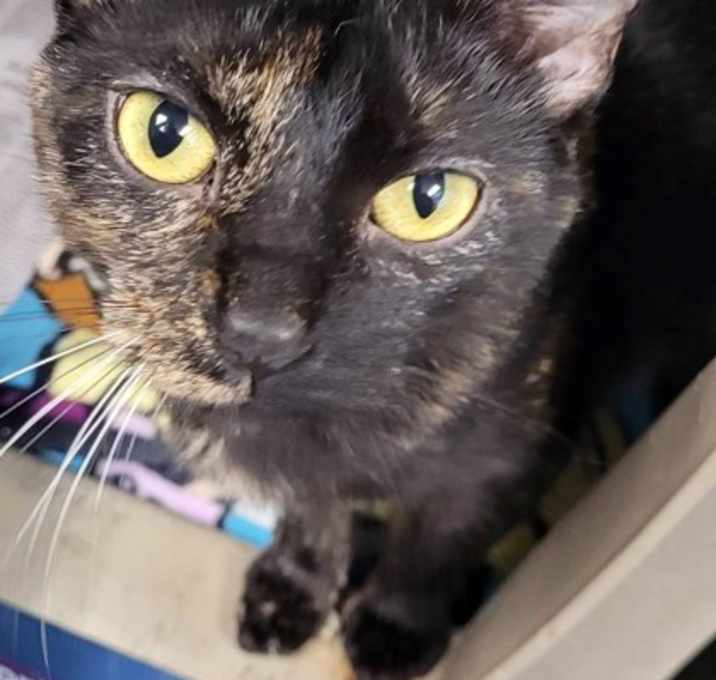 Photo of Adaline