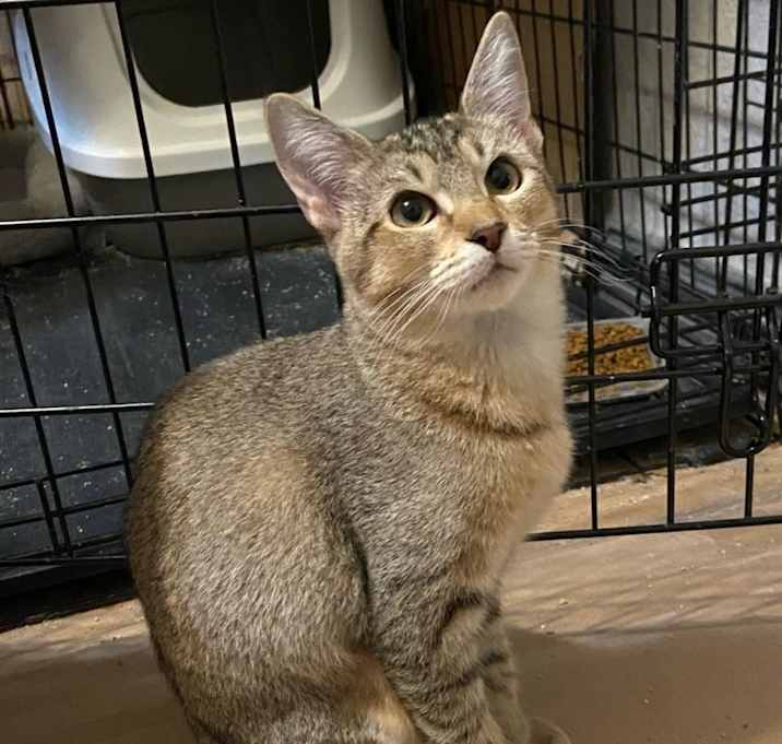 Photo of Rascal