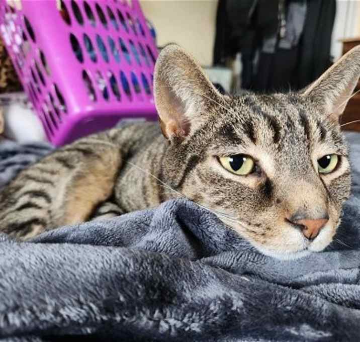 Photo of GRIFFYN (COURTESY POST)