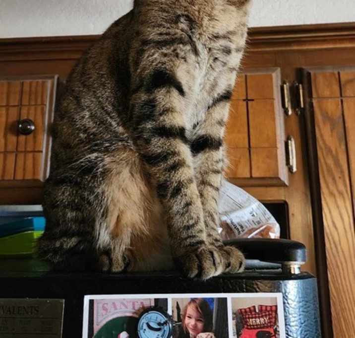 Photo of Grey